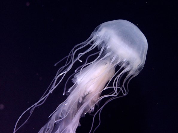 Skip the Ticketing Line: Aquarium of the Pacific General Admission Ticket - Shark Lagoon, seals, sea lions, and otters
