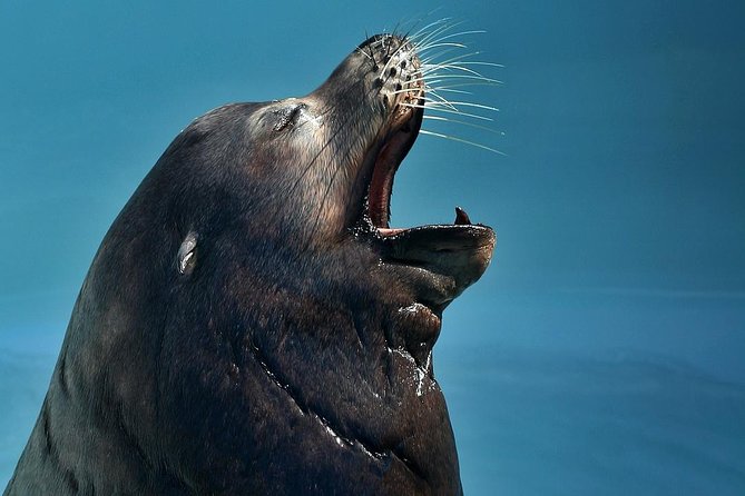Skip the Ticketing Line: Aquarium of the Pacific General Admission Ticket - Parking, public transport, and lunch