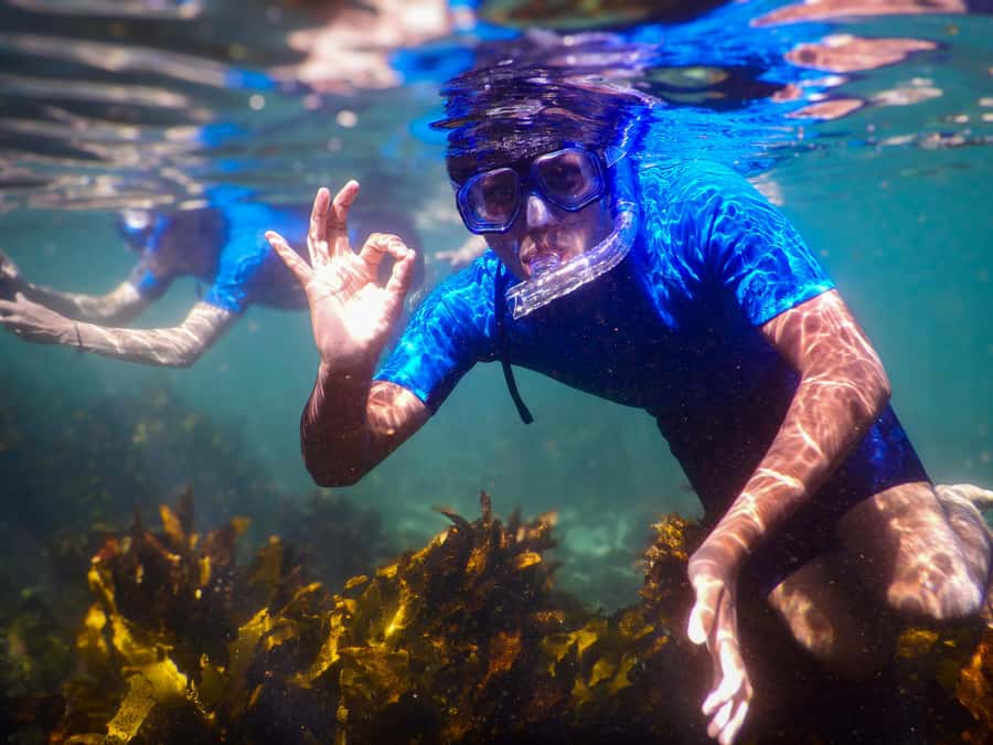 Snorkeling Tour: Discover Sydney’s impressive sea life - Key things to know before you book