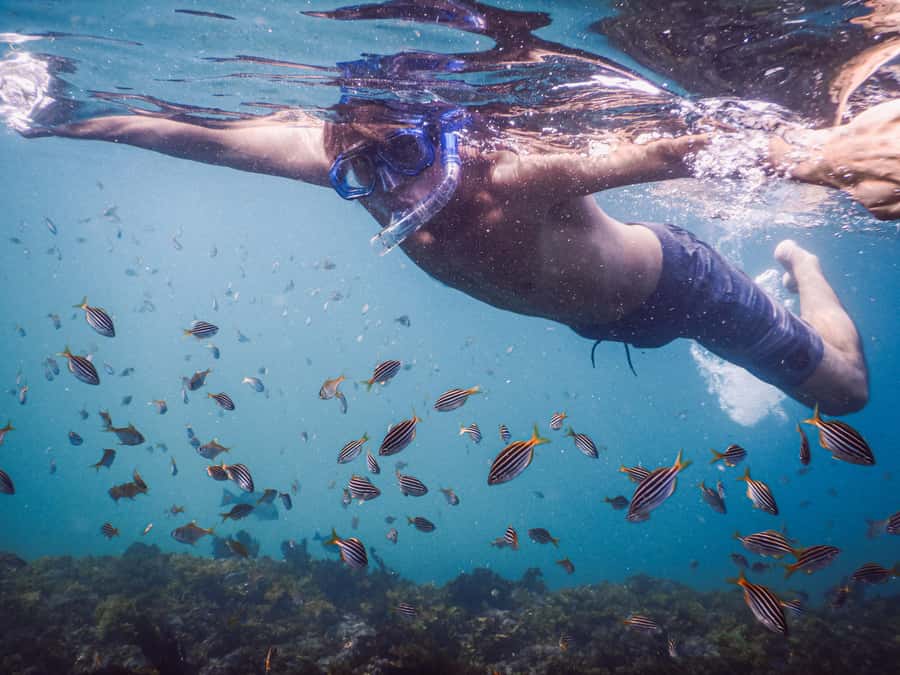 Snorkeling Tour: Discover Sydney’s impressive sea life - Why Clovelly makes a good snorkeling base