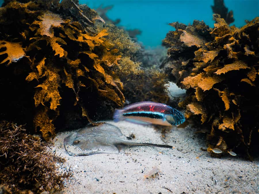 Snorkeling Tour: Discover Sydney’s impressive sea life - One hour among Sydney’s fish and reef life