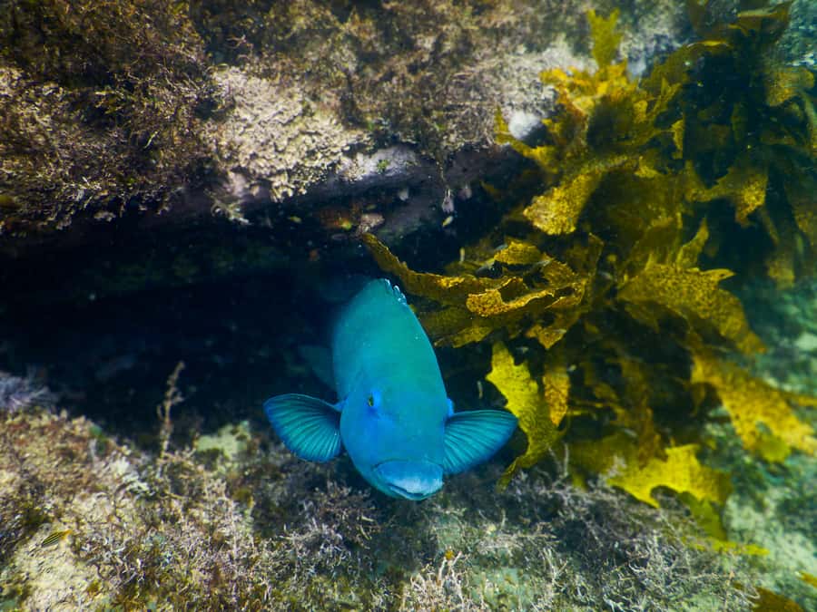Snorkeling Tour: Discover Sydney’s impressive sea life - Who will enjoy this tour most?