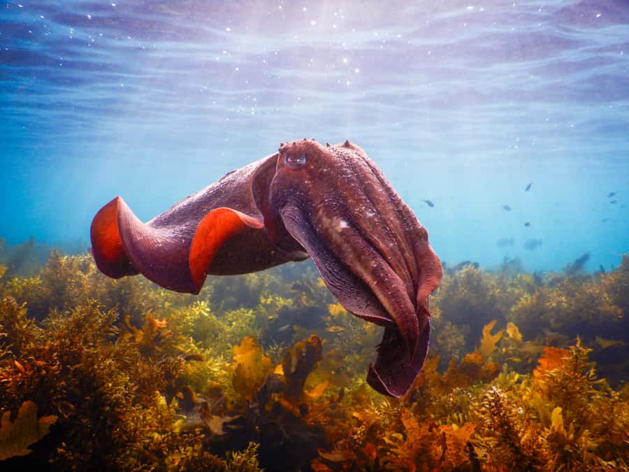 Snorkeling Tour: Discover Sydney’s impressive sea life - The 15-minute briefing sets the tone