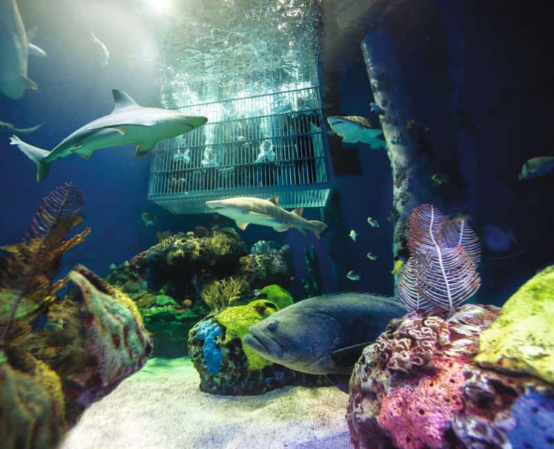 Springfield: Wonders of Wildlife National Museum & Aquarium - The Boone and Crockett collection adds a different viewpoint