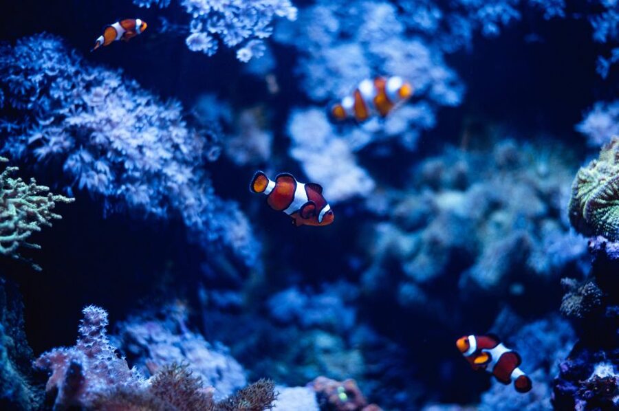 St Paul's Bay: Malta National Aquarium Entry Ticket - Key Things to Know Before You Go