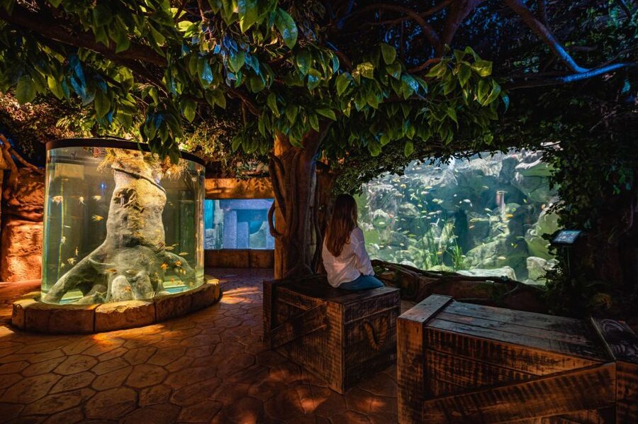 St Paul's Bay: Malta National Aquarium Entry Ticket - The Main Tank and Walk-Through Tunnel