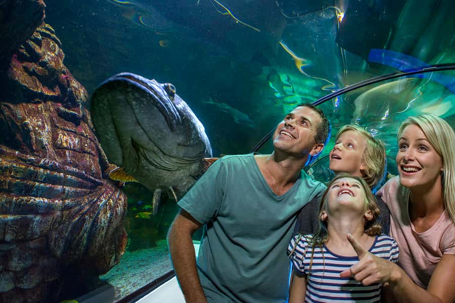 Sunshine Coast: SEA LIFE Sunshine Coast Entry Ticket - Key points to know before you go