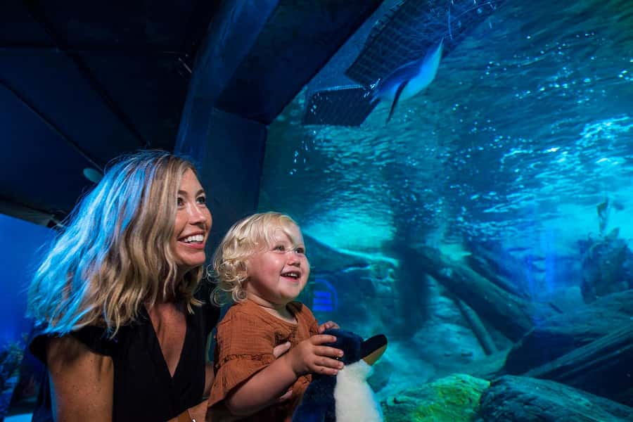 Sunshine Coast: SEA LIFE Sunshine Coast Entry Ticket - Sharks, moray eels, and the bigger moments