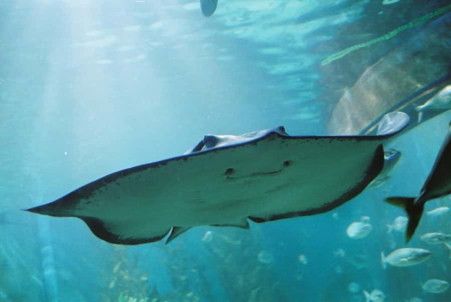 Sunshine Coast: SEA LIFE Sunshine Coast Entry Ticket - A compact aquarium with plenty to see