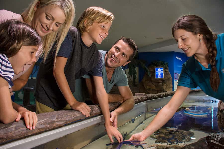 Sunshine Coast: SEA LIFE Sunshine Coast Entry Ticket - Seahorses and jellyfish reward a slower look