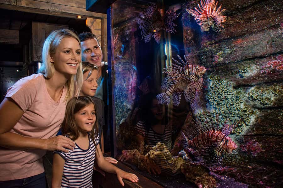 Sunshine Coast: SEA LIFE Sunshine Coast Entry Ticket - Pacific Reef brings the color