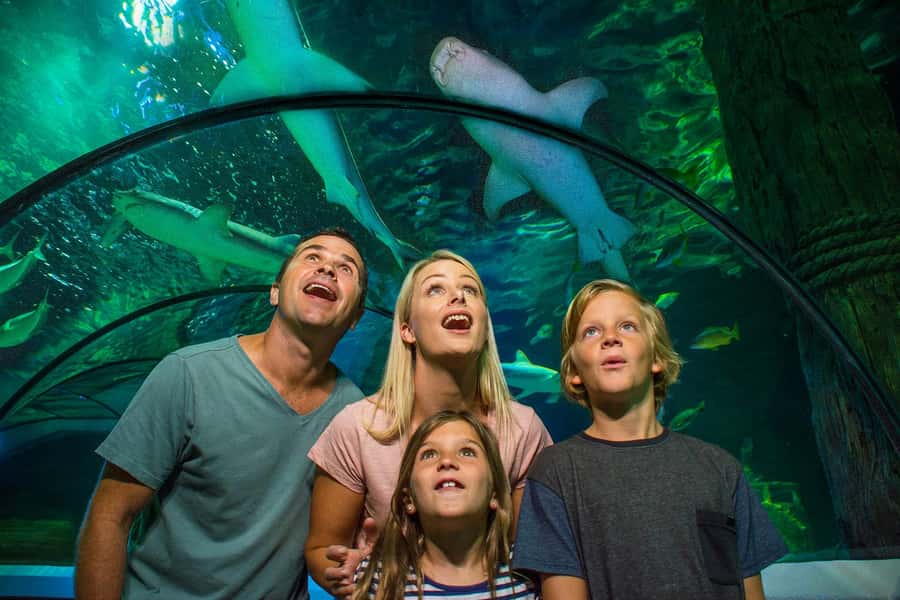 Sunshine Coast: SEA LIFE Sunshine Coast Entry Ticket - The Coastal Wreck zone adds a newer focus