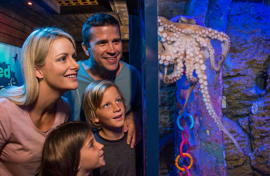 Sunshine Coast: SEA LIFE Sunshine Coast Entry Ticket - The ocean tunnel brings you face to face with large animals