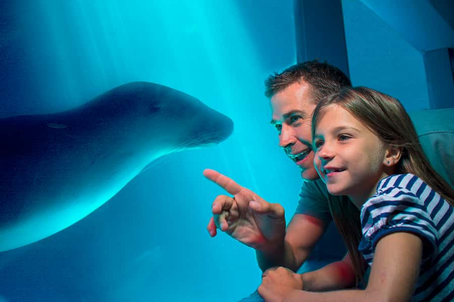 Sunshine Coast: SEA LIFE Sunshine Coast Entry Ticket - Start with local wildlife and conservation