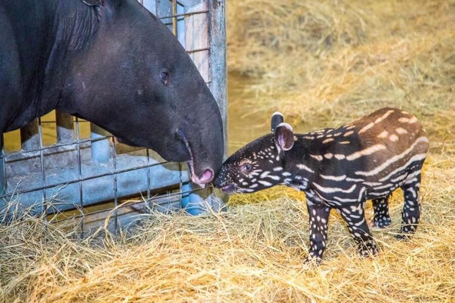 Tampa: ZooQuarium- ZooTampa & Florida Aquarium Combo Ticket - The Florida Aquarium shifts the focus underwater