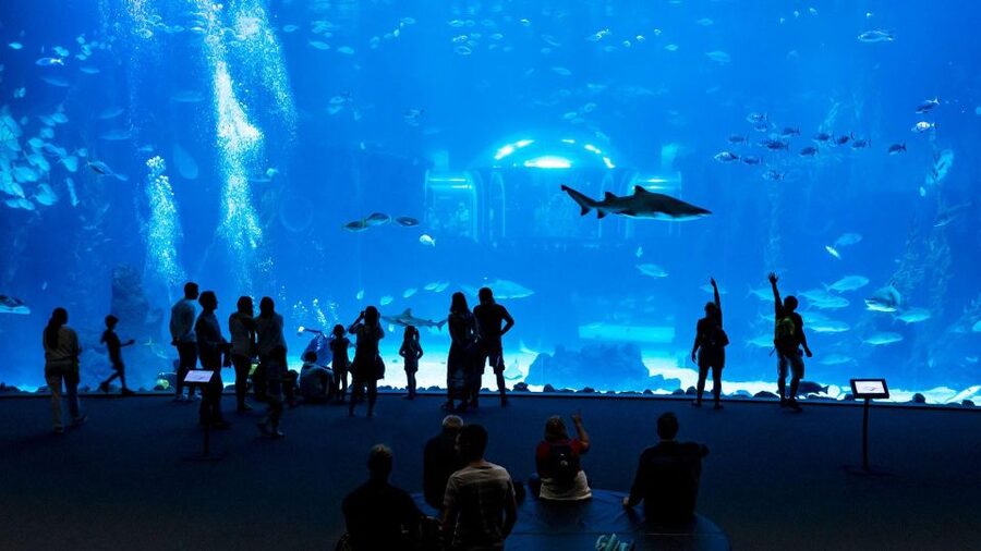 Tenerife: Gran Canaria Full-Day Guided Tour with Aquarium - Who should book this Gran Canaria day trip?