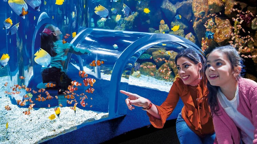 Tenerife: Gran Canaria Full-Day Guided Tour with Aquarium - Poema del Mar and its giant curved window