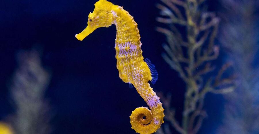 Tenerife: Gran Canaria Full-Day Guided Tour with Aquarium - Guides, languages, and how the day feels
