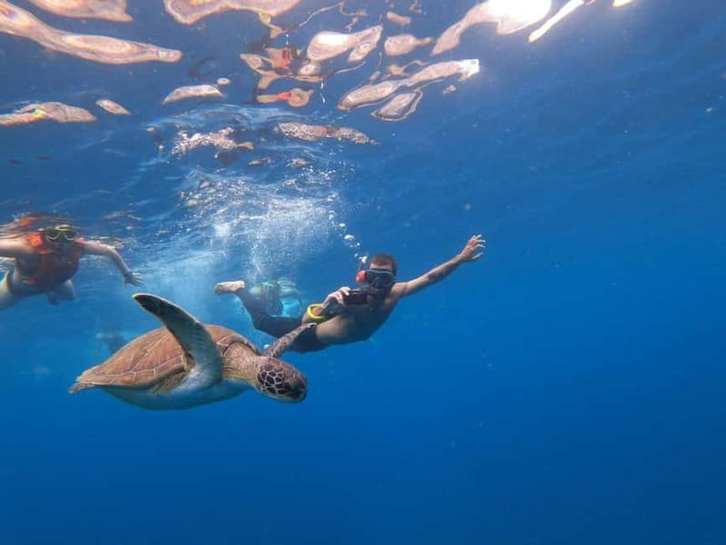 Tenerife: Kayak & Snorkel Tour with Snacks & Sea Life Safari - Key points to know before booking
