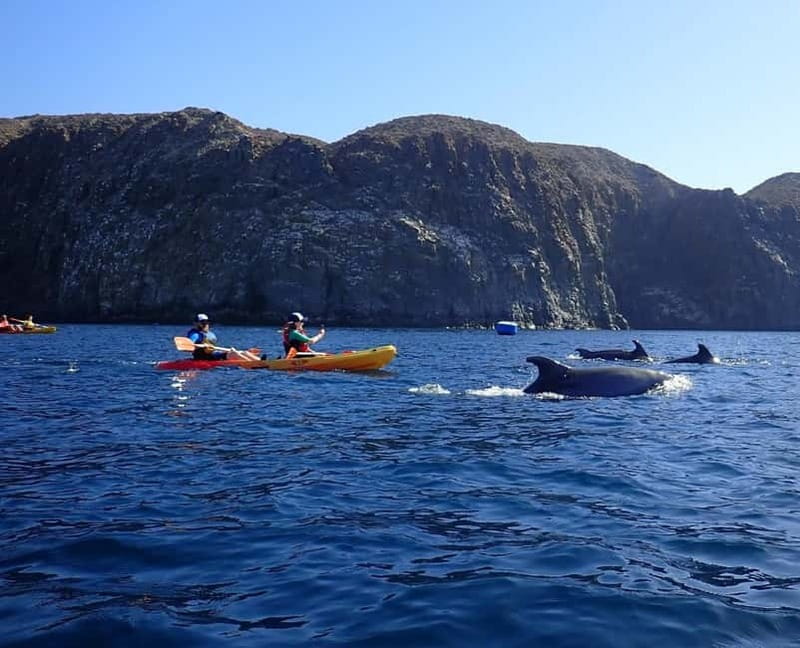 Tenerife: Kayak & Snorkel Tour with Snacks & Sea Life Safari - Watching for dolphins and turtles along the cliffs