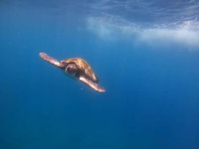 Tenerife: Kayak & Snorkel Tour with Snacks & Sea Life Safari