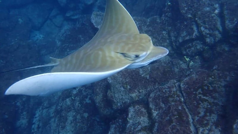 Tenerife: Kayak & Snorkel Tour with Snacks & Sea Life Safari - Who should book this kayak tour?