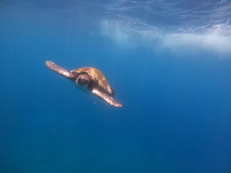 Tenerife: Kayak & Snorkel Tour with Snacks & Sea Life Safari - Paddling out from Playa Los Cristianos