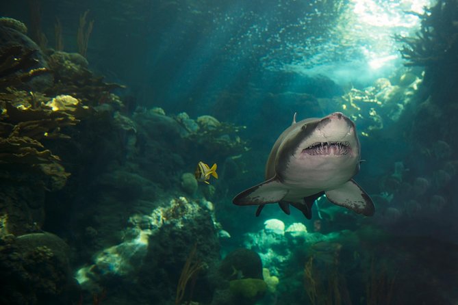 The Florida Aquarium in Tampa General Admission - Waves of Wonder brings color and motion