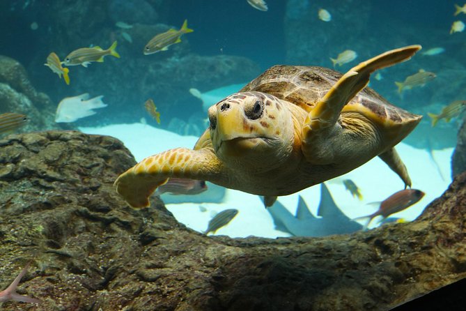 The Florida Aquarium in Tampa General Admission - How long should you stay?