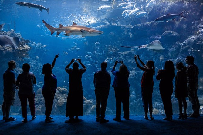 The Florida Aquarium in Tampa General Admission - Wetlands Trail: alligators, otters, and inland Florida