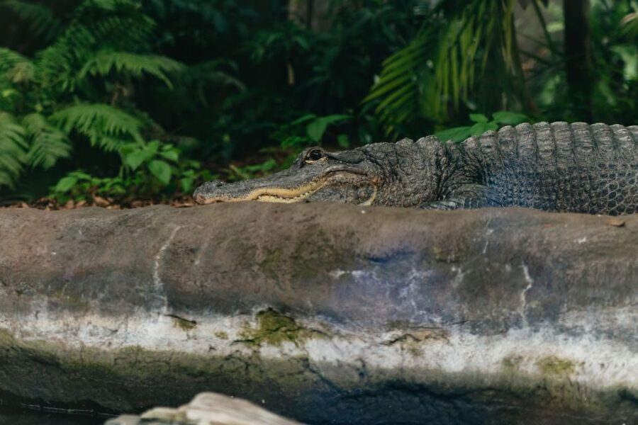 The Florida Aquarium Ticket - Get there by streetcar or plan parking carefully