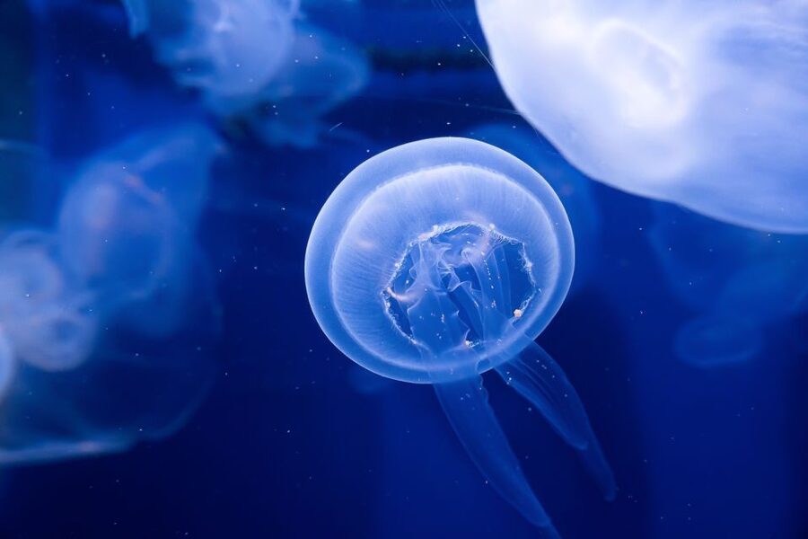 The Florida Aquarium Ticket - Start beneath the glass dome in Florida