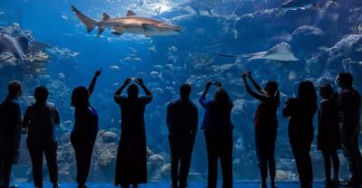 The Florida Aquarium Ticket