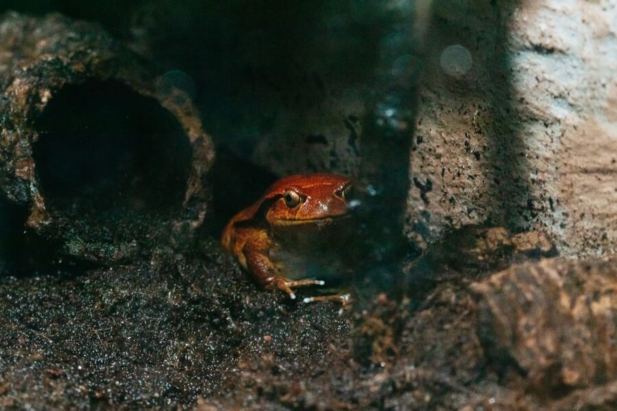 The Florida Aquarium Ticket - See how animals adapt in MORPHD