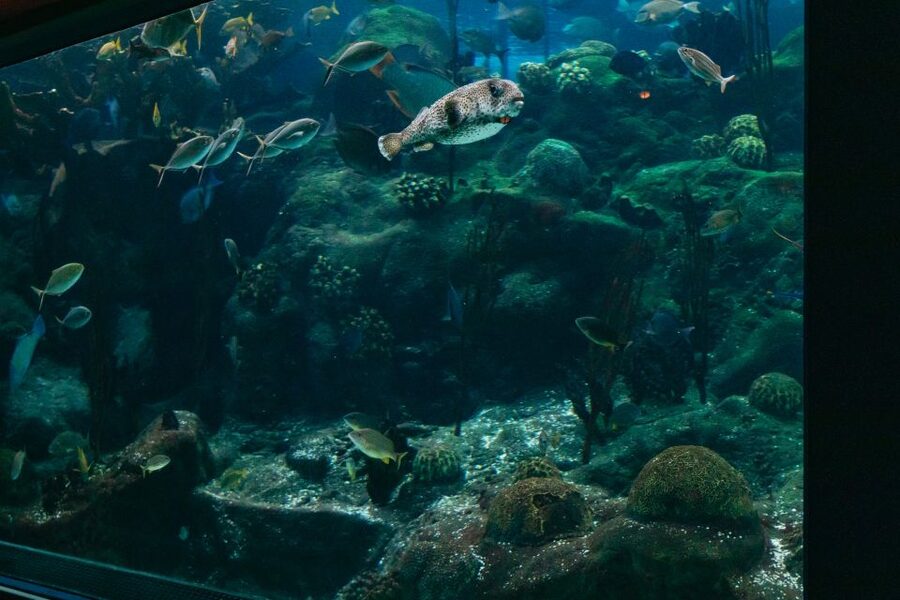 The Florida Aquarium Ticket - Add the water activities only if they suit your budget