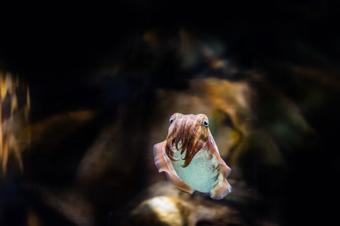 The National Aquarium Abu Dhabi Admission Tickets - Beyond the Glass and the glass-bottom boat