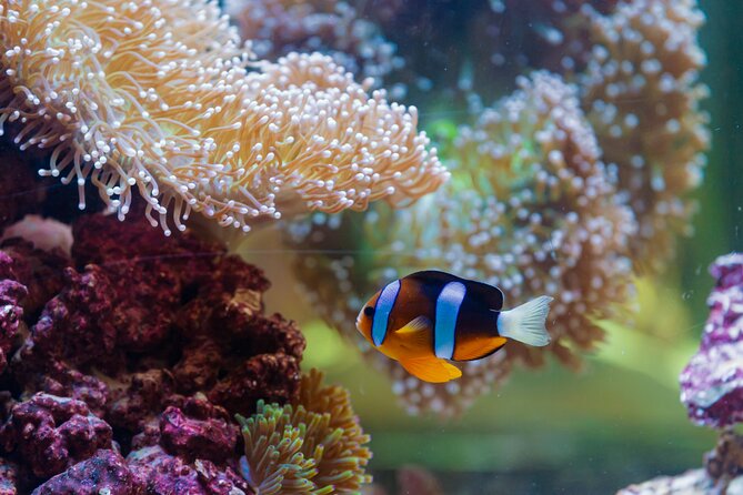The National Aquarium Abu Dhabi Admission Tickets - A strong choice for families