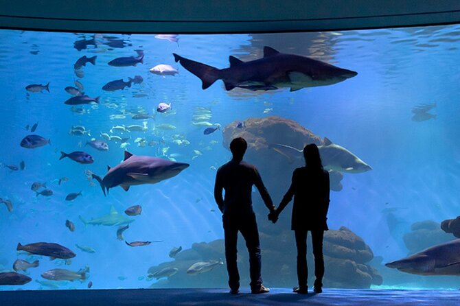 Ticket Palma Aquarium - Following the one-kilometer underwater route