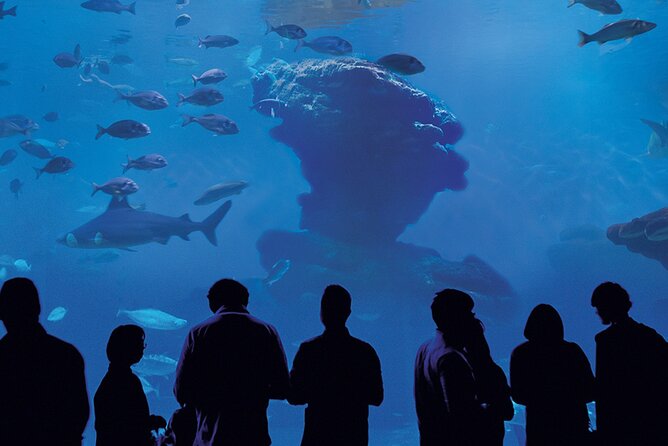 Ticket Palma Aquarium - Why families tend to get more from the visit