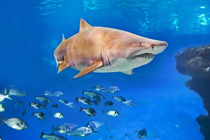 Ticket Palma Aquarium - Crowds, timing, and the closing-time problem