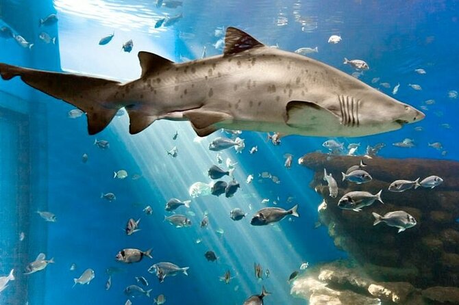 Ticket Palma Aquarium - The shark tank and whale film
