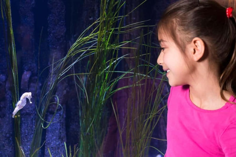Ticket to SEA LIFE Konstanz - Sharks, rays, and feeding-time talks