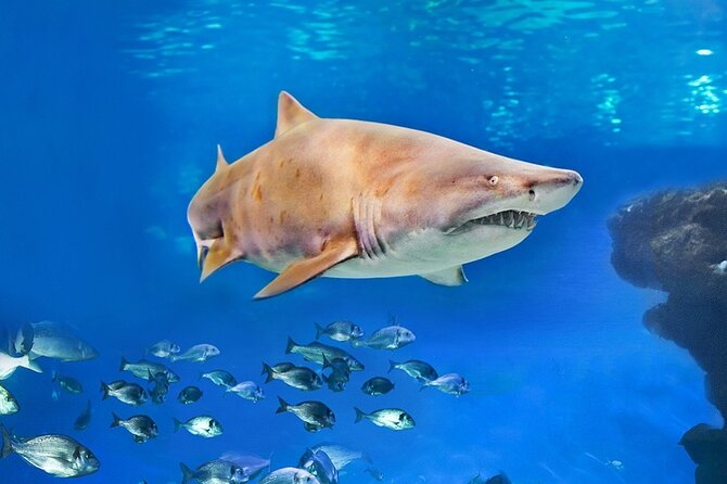 Ticket + Transfer to Palma Aquarium - What you actually get for $54.79