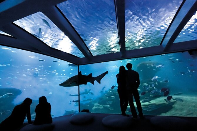 Ticket + Transfer to Palma Aquarium - Moving through the eight marine habitats