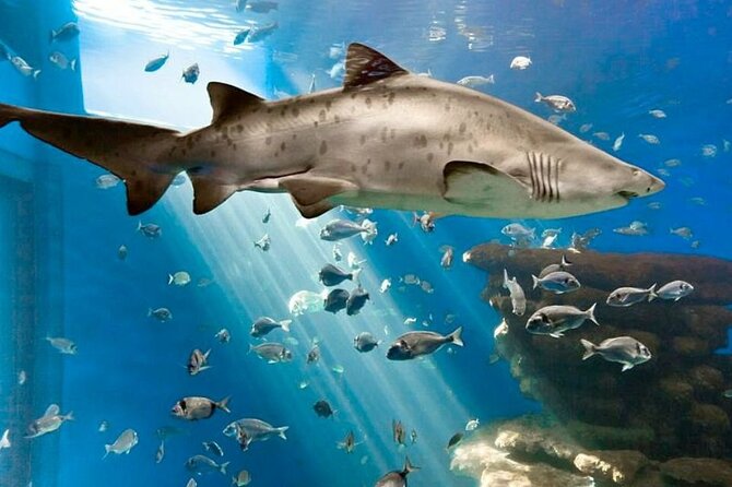Ticket + Transfer to Palma Aquarium - How long should you plan to stay?