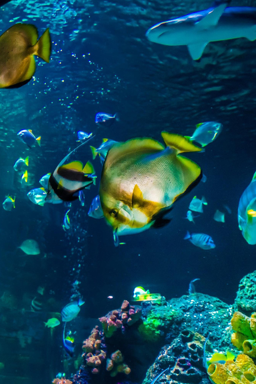 Timmendorfer Strand: SEA LIFE Behind the Scenes Tour - Start with 12 underwater worlds