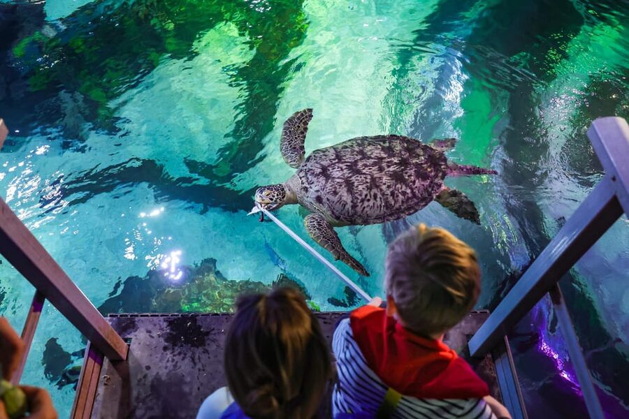 Timmendorfer Strand: SEA LIFE Behind the Scenes Tour - Aquarium technology and the aquarists’ daily work