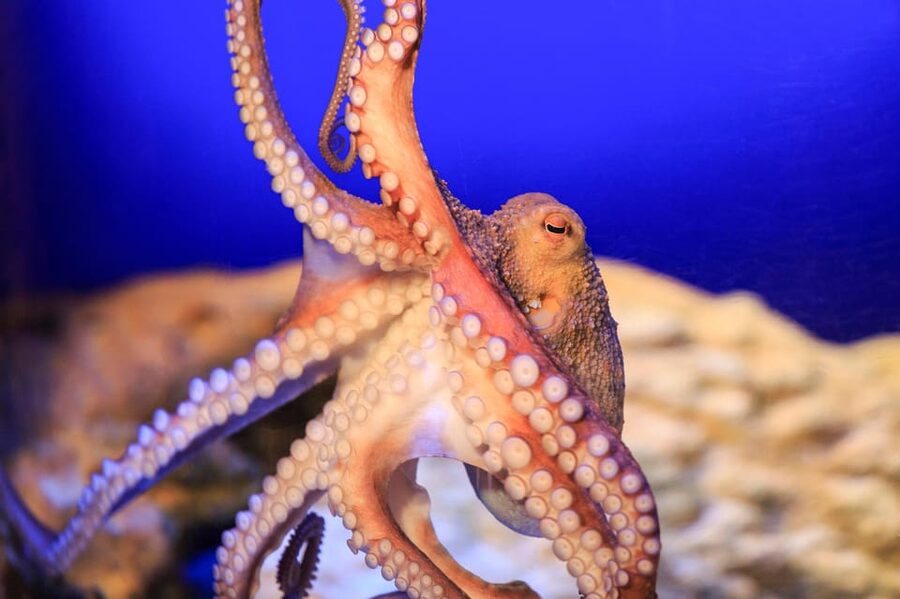 Timmendorfer Strand: SEA LIFE Behind the Scenes Tour - Planning your visit at the beach promenade