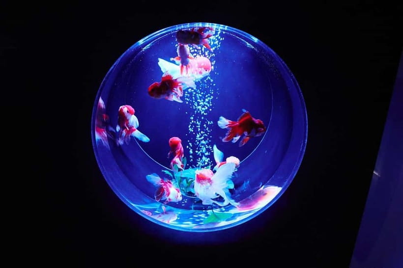 Tokyo: Art Aquarium Museum GINZA Entry Ticket - Why Goldfish Matter in This Japanese Art Experience