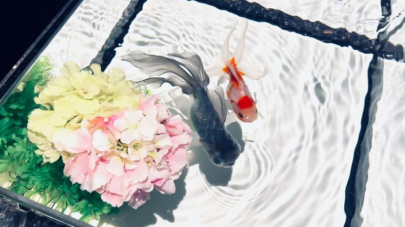 Tokyo: Art Aquarium Museum GINZA Entry Ticket - Who Will Enjoy This Most?